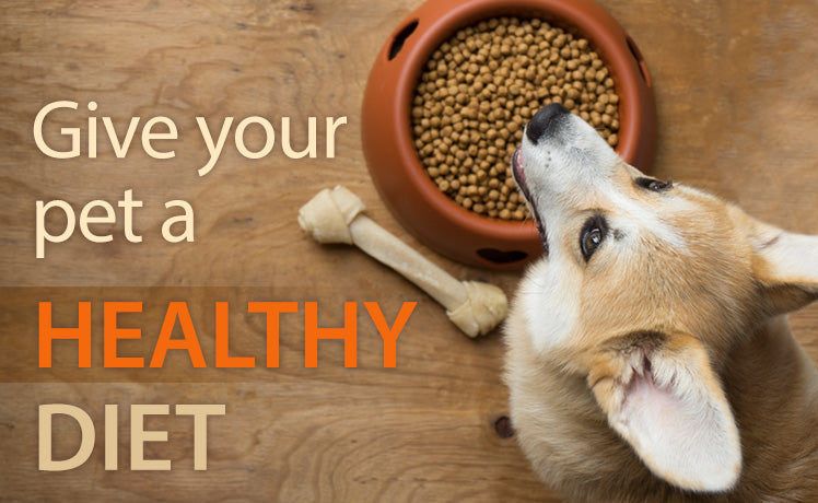 Best Nutritional Diet for Dogs