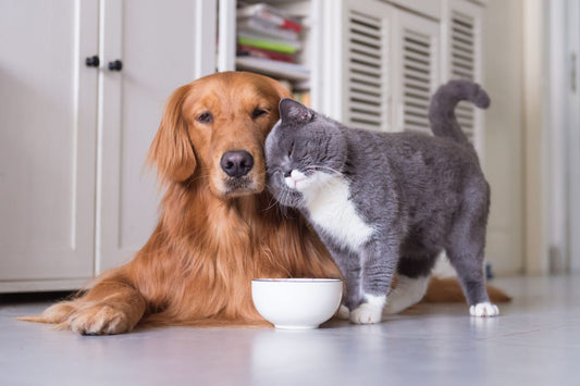 Weight Management Diets for Overweight Dogs and Cats