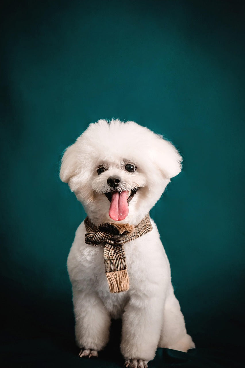 Feed Raw Dog Food For A Longer Life