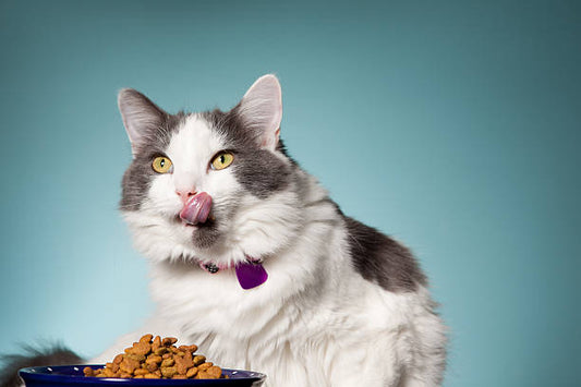 How to Choose the Right Cat Food for Your Kitten