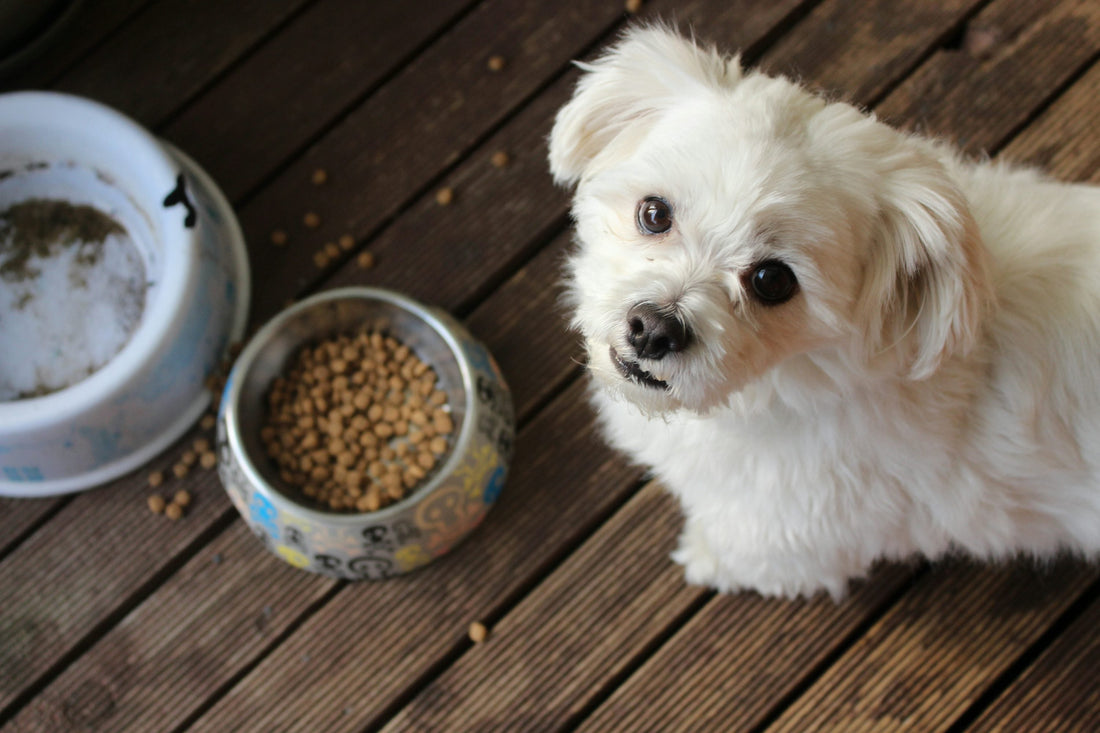 How Puppy Food Supports Healthy Growth and Development