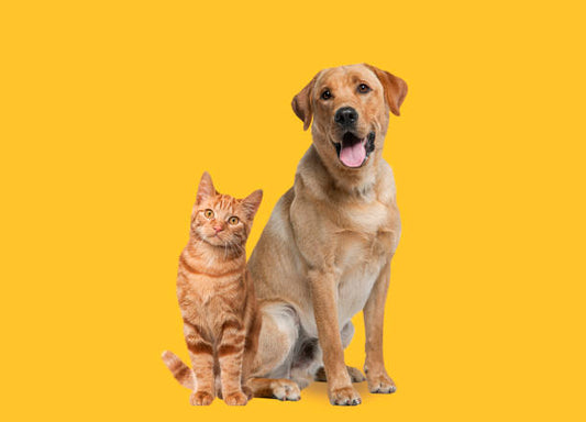 How to Choose the Right Pet Food for Dog and Cat