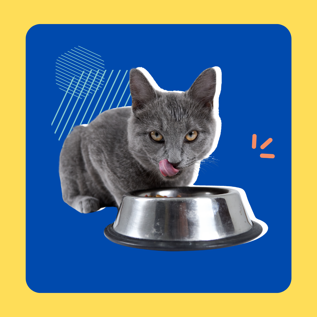 Dry Cat Food