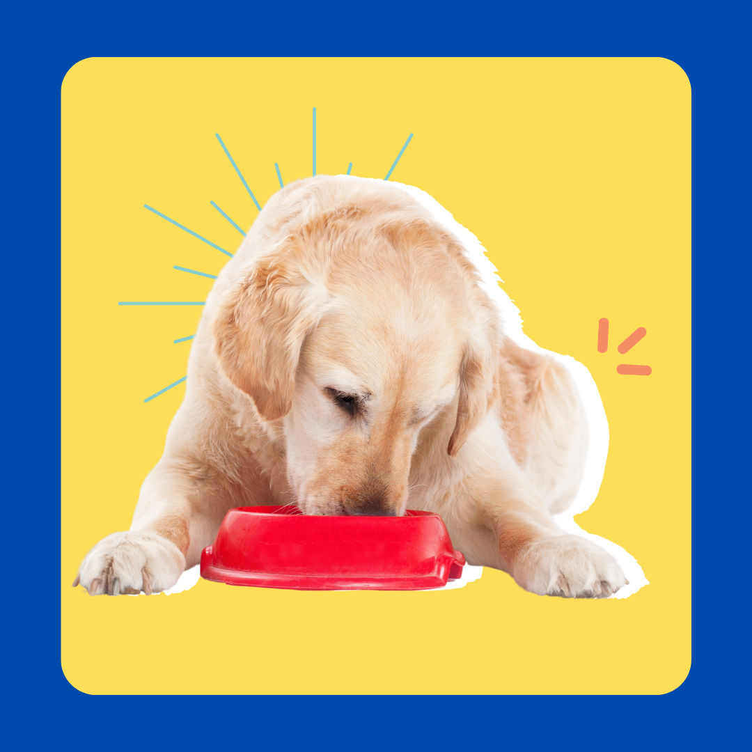Dog Food