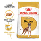 Royal Canin Boxer Adult Dry Dog Food