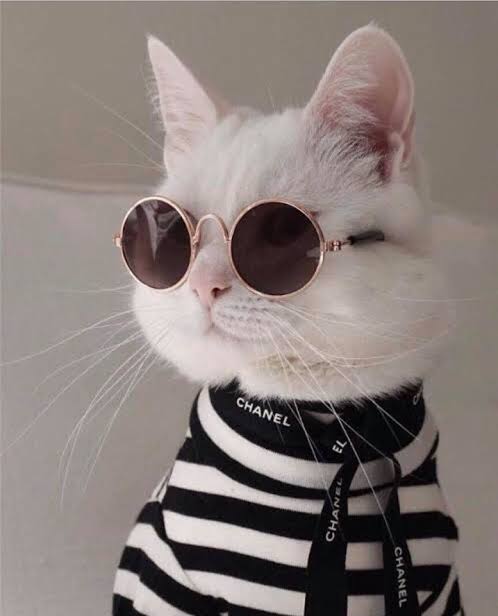 Cat Swag Glasses